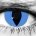 Cheshire Cat – hand-painted custom contact lens | Samhain Contact Lenses